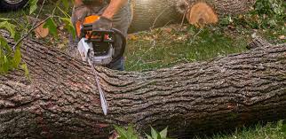 How Our Tree Care Process Works  in  Renville, MN